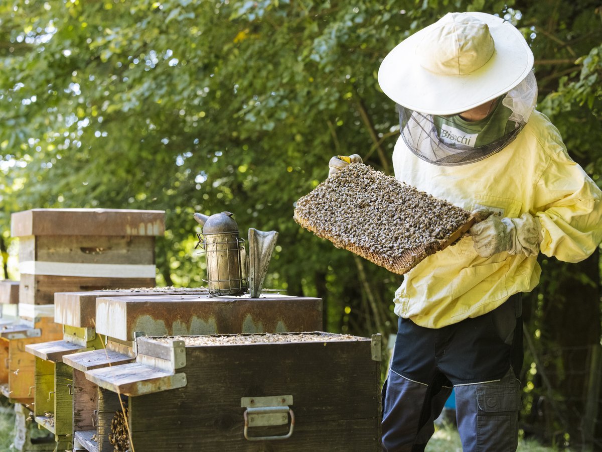 A beekeeper inspecting a honey frame at the Bianchi apiary