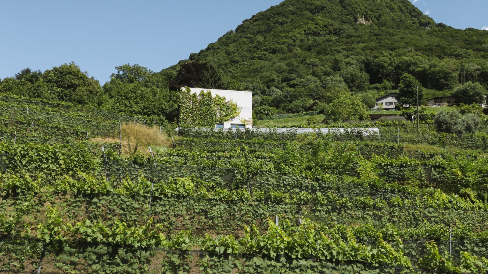 Azienda Agricola Bianchi, organic farm in Ticino