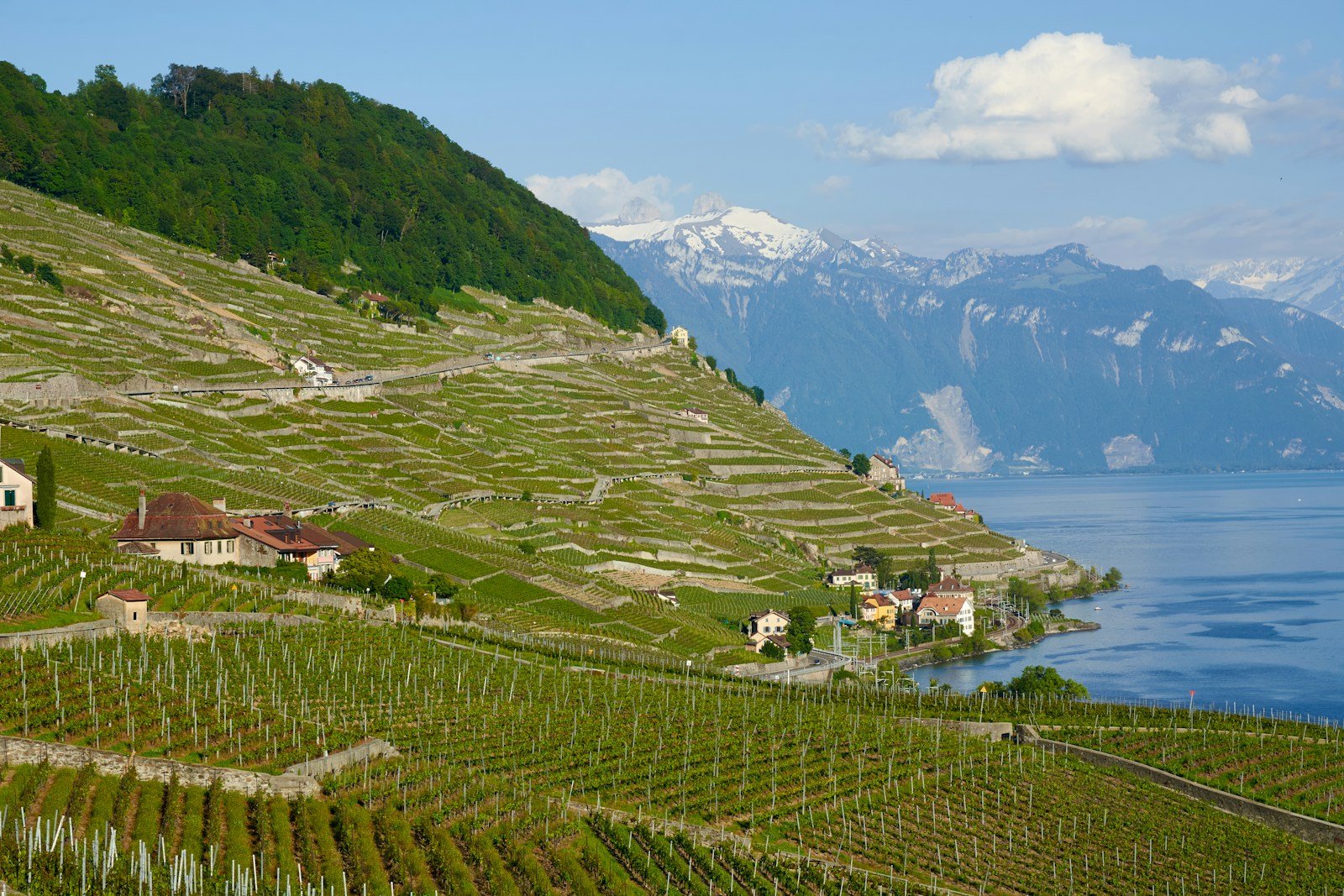 Lavaux vineyards above Lake Geneva